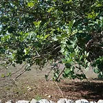 Al Casale דונאפוגאטה