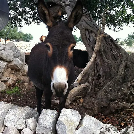 Farm stay Al Casale *